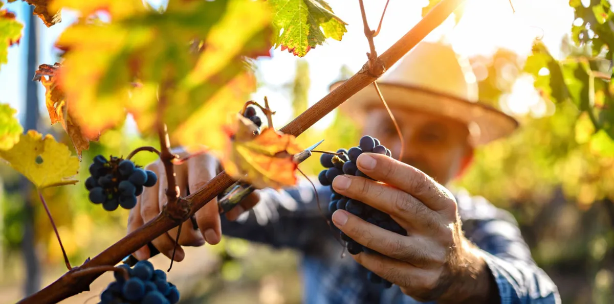 Une viticulture intelligente, engagée, humaine