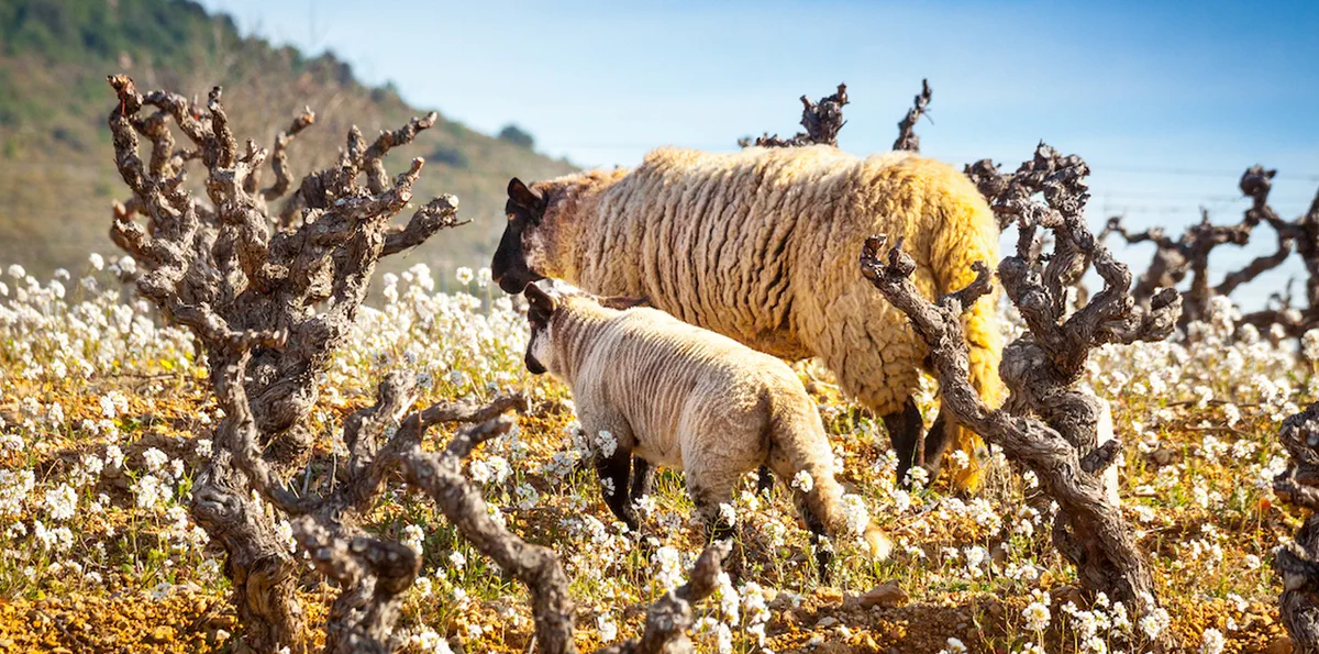 Nos vins : La tradition revisitée, le terroir en lumière